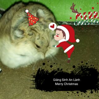 Cốm trứng dành cho hamster