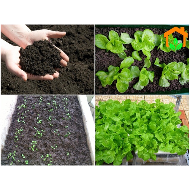 Hạt giống xà lách Rado 357