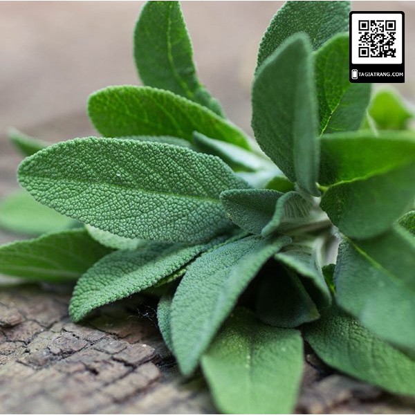 Hạt giống xô thơm Sage (Salvia officinalis) - Gói 10 hạt | Tỉ lệ nảy mầm trên 80%