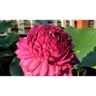 Trồng sen bằng Củ sen các loại giống mới đẹp lạ siêu rẻ