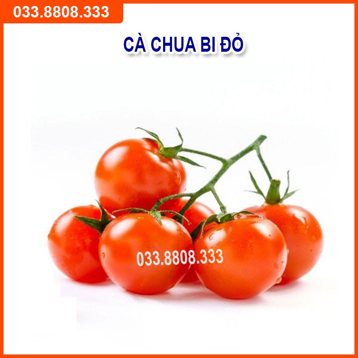 Bộ 4 Loại Hạt Giống Cà (  Cà Chua Bi Vàng - Cà Chua Bi Lùn - Cà Pháo Trắng - Cà Tím Quả Dài)