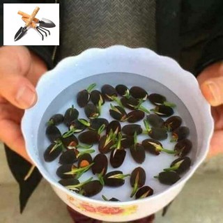 [Đã Cắt Đầu] Gói 4 Hạt Giống Hoa Sen Bách Diệp màu đỏ nảy mầm 100% TRỒNG HOA TẾT