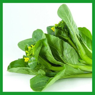 Hạt giống cải ngồng - Dự án phát triển Nông nghiệp Đô thị TUHAi