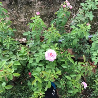 Bầu nhỡ hoa hồng blue sky