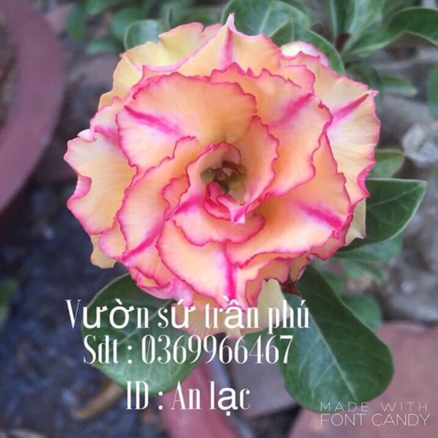 Hoa sứ An Lạc
