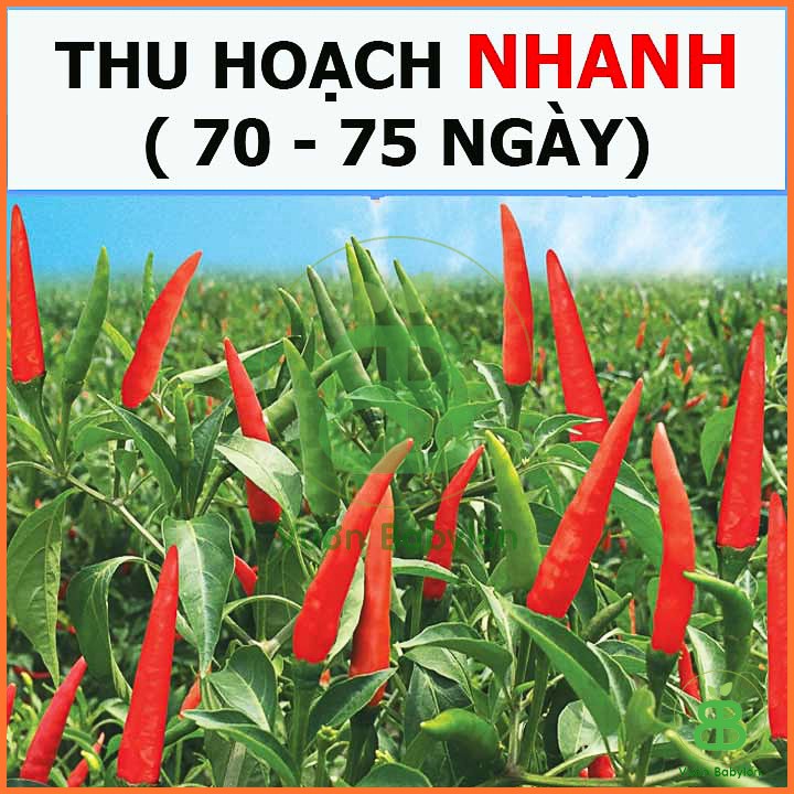 Hạt Giống Ớt Hiểm Sai trái 0,2G