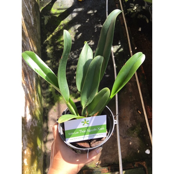 Hoa Lan Cattleya Cây trưởng thành - mặt hoa như hình