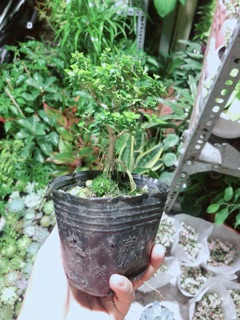 Cây Sam Hương (cao 12cm,ngang 7cm)
