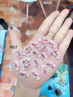 Hoa bột- cúc ruby - hoa đính móng