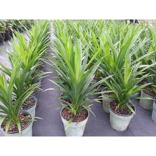 COMBO 2 CÂY LÁ NẾP (LÁ DỨA)