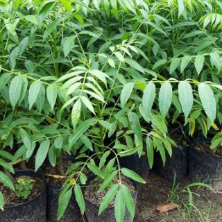 Cóc thái siêu quả