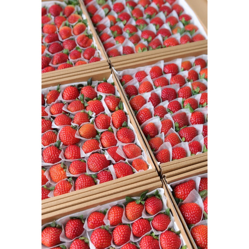 [Giao nhanh 2h] Dâu Đà Lạt giống Nhật trồng theo quy trình công nghệ cao đảm bảo an toàn, sạch và tốt cho sức khoẻ | BigBuy360 - bigbuy360.vn