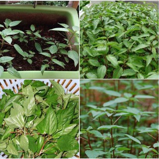 20Gram Hạt giống rau đay đỏ cao sản