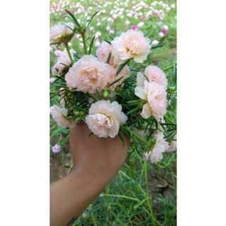 GIỐNG HOA MƯỜI GIỜ THÁI KÉP ( MIX 15 MÀU)