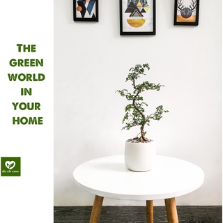 Cây Cần Thăng Bonsai mini Size Dáng Đa Dạng Size để bàn Ưa Nắng Vừa