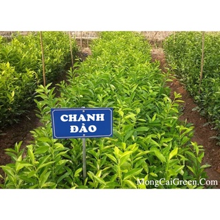CÂY GIỐNG CHANH ĐÀO (SIÊU SỚM)