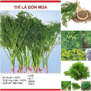 Hạt giống thì là ta bốn mùa 10gr - hạt giống cây gia vị ngon