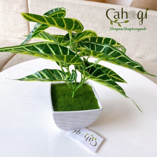 Cây Giả - Cây Khoai Môn Gân Lá nhọn