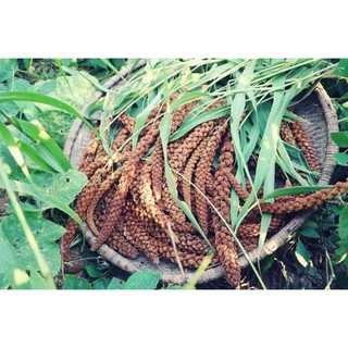 Bông kê tắm bé, làm giống 500g