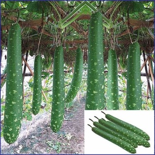 Hạt giống bầu sao trái dài f1.