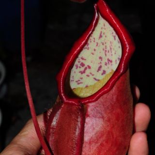 Cây nắp ấm N. kampotiana