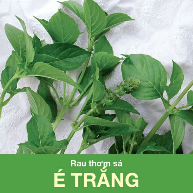 Hạt giống rau thơm xả (é trắng)