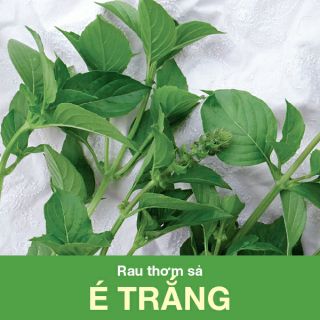 Hạt giống rau thơm xả