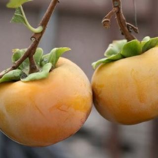 Hồng sấy dẻo - đặc sản Đà Lạt
