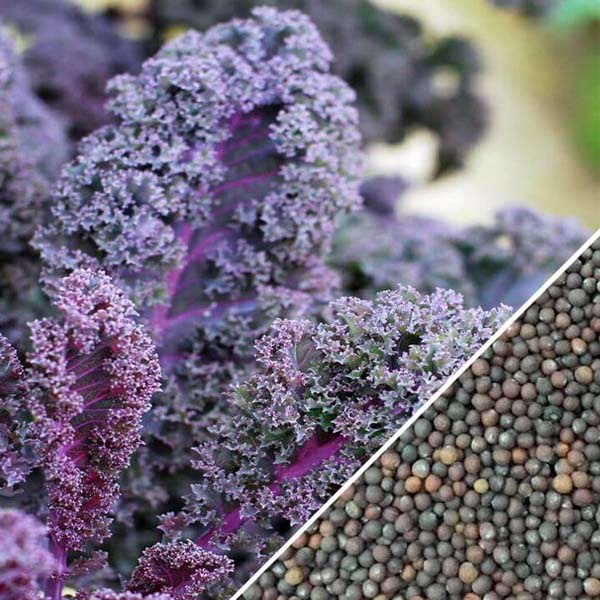 Hạt giống cải kale đỏ, cải xoăn đỏ gói 100 hạt (SIÊU HOT)