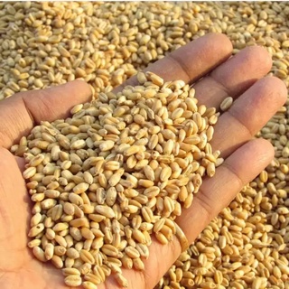 HẠT GIỐNG CỎ LÚA MÌ( LÚA MẠCH) - CỎ MÈO