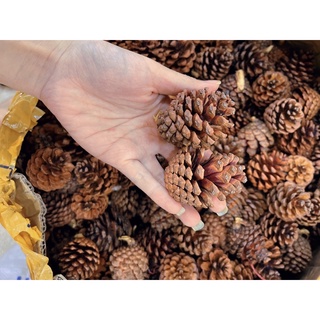 Quả thông trang trí noel