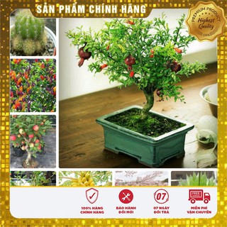 COMBO 10 loại hạt giống hoa quả cảnh trồng Bonsai chơi tết VIP 07
