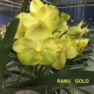 Lan vanda trưởng thành sắp hoa