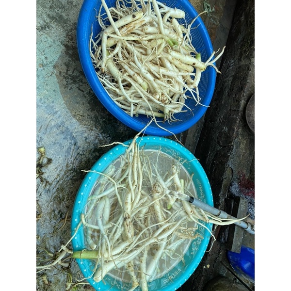 1kg Sâm dây Ngọc Linh tươi hàng chọn - ĐẢM BẢO CHẤT LƯỢNG 100% - DƯỢC LIỆU HÀ HOÀNG