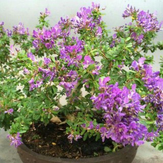LINH SAM SIÊU HOA--HÀNG CÀNH CHIẾT