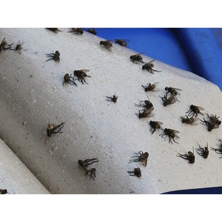 100 keo dính ruồi hàng tốt