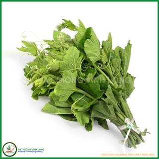 Hạt giống Bí siêu ngọn RD 012 - 20g