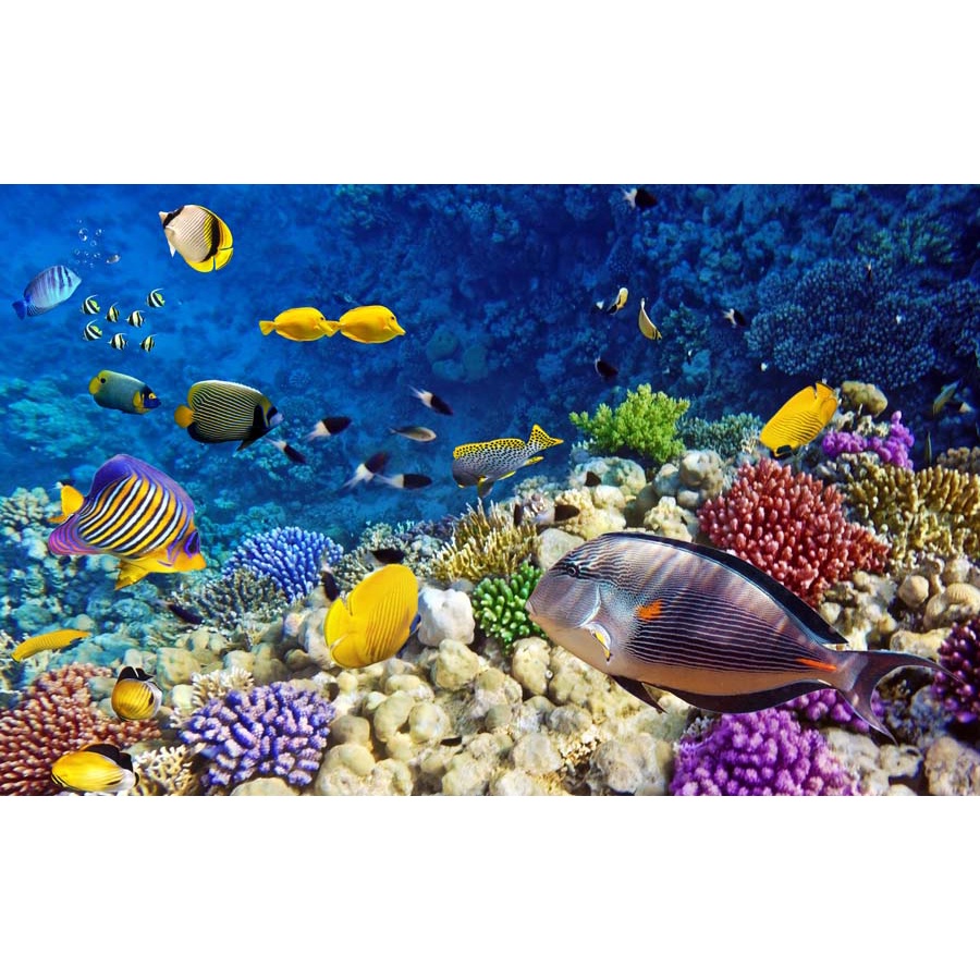 Tranh 3D Dán Tường Đại Dương không phai màu