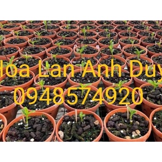 Ki phi điệp ám địch quả