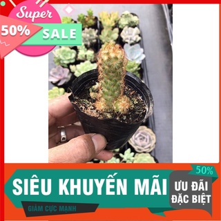 Xương rồng trụ thiên