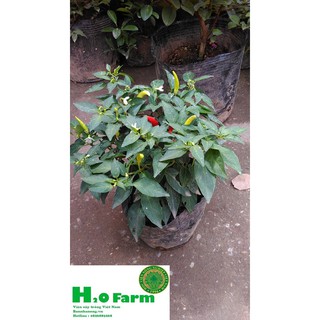 Cây ớt chỉ thiên sẵn trái xanh - giống cây gia vị