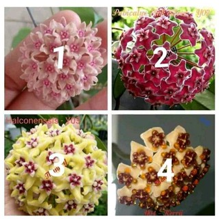 hoa lan cẩm cù