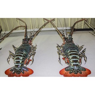 Tôm hùm tre mỹ nghệ (Bamboo Lobster)