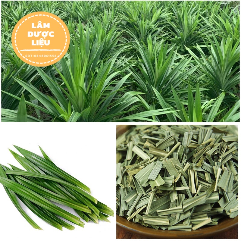 100gr Lá Dứa - Lá Thơm Sấy Khô tự nhiên loại đẹp