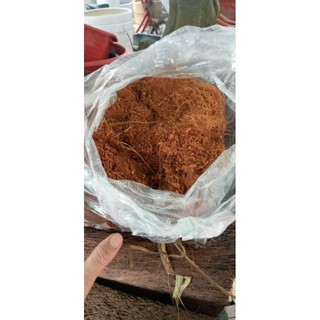 Nửa cân xơ dừa đã qua xử lý dùng đê trồng cây