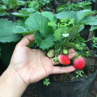 Cây Dâu tây ngọt trưởng thành đang hoa quả non