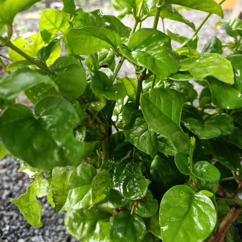 Cây hoa lài ta hoa trắng, thơm ướp trà, trang trí sân vườn ra hoa quanh năm - Arabian Jasmine - Summer Garden