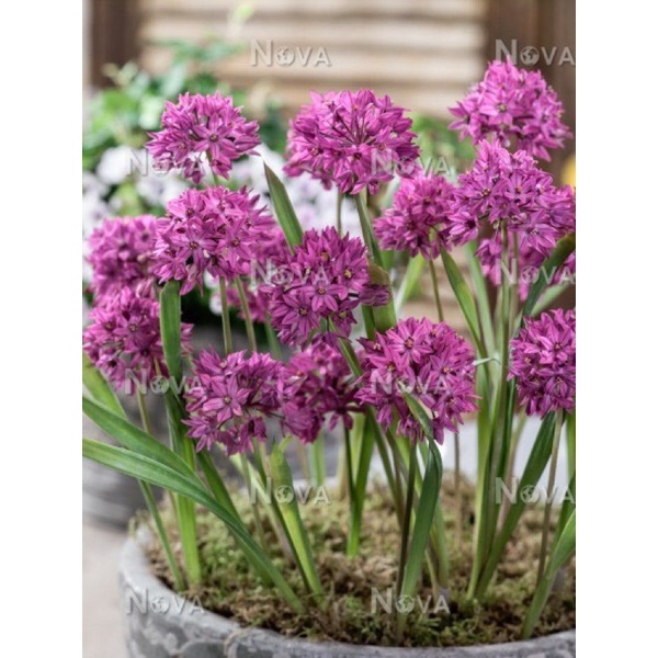 Củ hoa alium giá sỉ