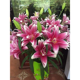 Củ hoa ly kép thơm màu đỏ, hồng, vàng