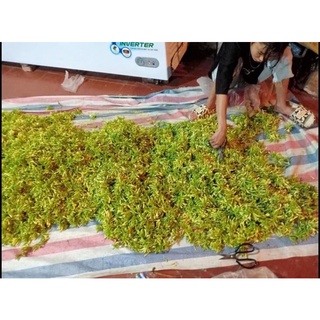 Hoa đu đủ đực sấy khô 1kg